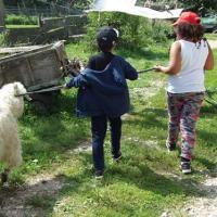 donner au roi le bouc angora, pas si simple