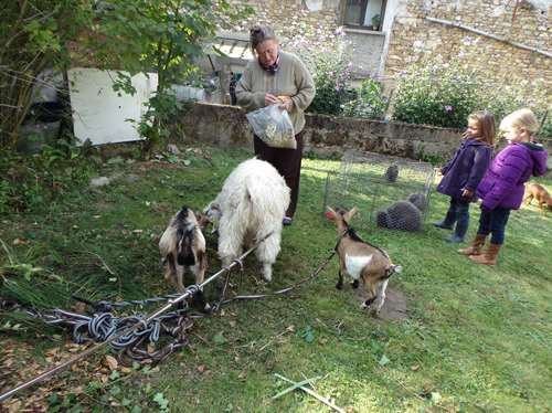 les animaux chouchous