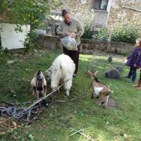 les animaux chouchous