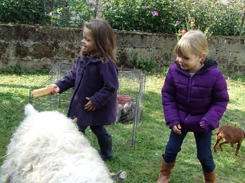 nourrir les animaux