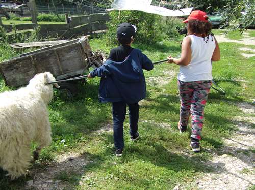 donner au roi le bouc angora, pas si simple